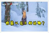 雪地里撒欢儿！这个角度看吉林真是美翻了
