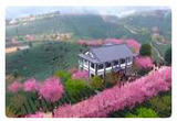 咱们家乡春天美——花香小镇 香甜味道