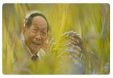 “杂交水稻之父”袁隆平 寻稻之路