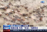 草原上演“天马浴河” “万马奔腾”