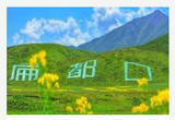 扁都口 祁连花开