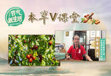 酸枣与大枣 入食入茶还入药