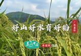 好山好水育好稻