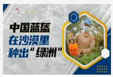 中国蓝盔在沙漠里种出“绿洲”