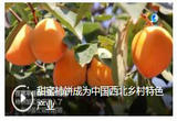 甜蜜柿饼成为中国西北乡村特色产业