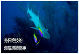  海底风景线——脱颖而出（下）