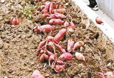 打造700平米房顶生态菜园引关注