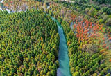 云南昆明：水杉林渐红 初冬湿地美如画