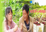 父女齐心樱桃甜