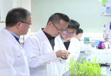 我国科学家成功克隆野生玉米高蛋白基因