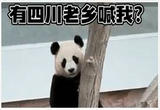 一句四川话，让大熊猫的DNA动了……