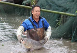 江南水乡体验传统鱼文化