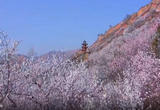 【游在河州】甘肃临夏市：“花样”城市 四季皆景