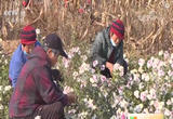 山西临汾：药菊绽放“美丽经济”