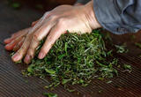 一片叶子激活文化密码 “茶人”“茶艺”的进阶表达