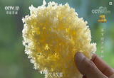 银耳增产的奥秘