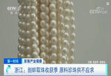 浙江：剖蚌取珠收获季 原料珍珠供不应求