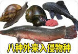 加强防止外来物种侵害
