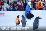 哈尔滨：企鹅“巡游”引客来